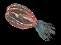 Red Comb Jelly Fish